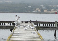 Microcarbo melanoleucos