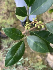 Glycosmis trifoliata