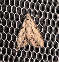 Nola pleurochorda