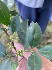 Glycosmis trifoliata