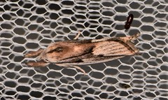 Pilostibes basivitta