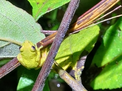 Dendropsophus carnifex