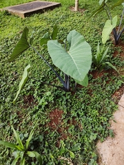 Xanthosoma violaceum