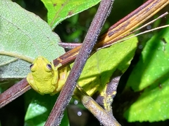 Dendropsophus carnifex