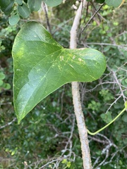 Tinospora smilacina