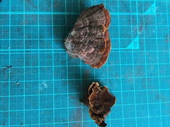 Hymenochaete cyclolamellata