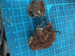 Hymenochaete cyclolamellata