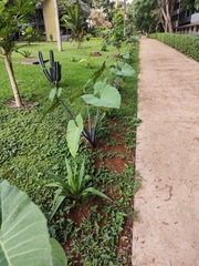 Xanthosoma violaceum