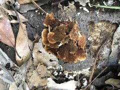 Hymenochaete cyclolamellata