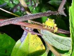 Dendropsophus carnifex