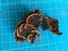 Hymenochaete cyclolamellata