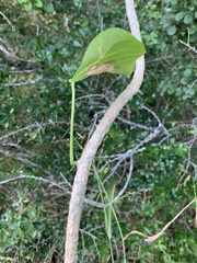 Tinospora smilacina