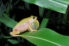 Hyperolius kivuensis