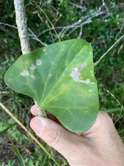 Tinospora smilacina