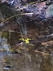 Dendropsophus carnifex