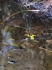 Dendropsophus carnifex