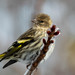 Pine Siskin - Photo (c) coleen61, some rights reserved (CC BY-NC)