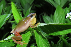 Hyperolius kivuensis