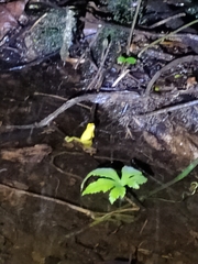 Dendropsophus carnifex