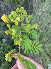 Senna gaudichaudii