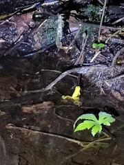 Dendropsophus carnifex