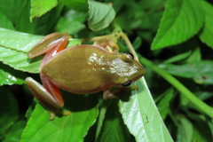 Hyperolius kivuensis