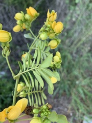 Senna gaudichaudii