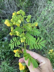 Senna gaudichaudii