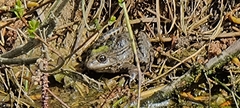 Pelophylax