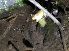 Dendropsophus carnifex