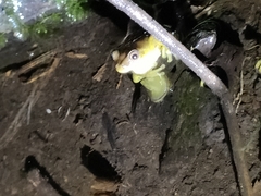 Dendropsophus carnifex