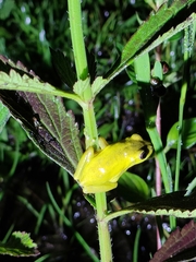 Dendropsophus carnifex