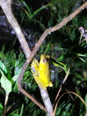 Dendropsophus carnifex