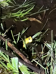 Dendropsophus carnifex