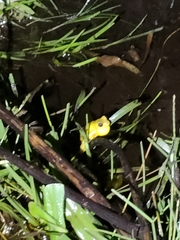 Dendropsophus carnifex