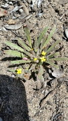 Camissoniopsis micrantha