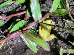 Dendropsophus carnifex