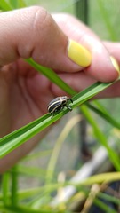 Neodiplogrammus quadrivittatus