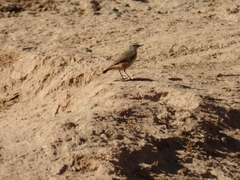 Oenanthe chrysopygia