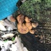 サケバタケ