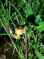 Dendropsophus carnifex