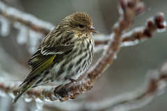 Pine Siskin photo 2