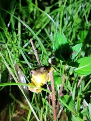 Dendropsophus carnifex