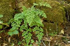 Adiantum shastense