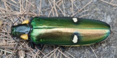 Megaloxantha