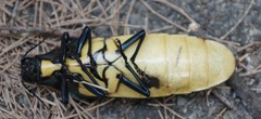 Megaloxantha