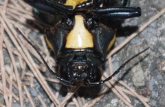 Megaloxantha