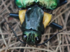 Megaloxantha
