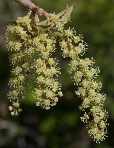 Croton magneticus