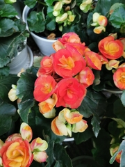 Begonia × hiemalis